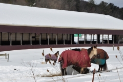 Winter Storm Stella4- Phoenix Farm