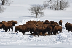Winter Storm Stella12