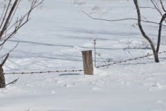 Winter Storm Stella16